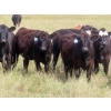 Image 3 : 20/20 Ranching Ltd. - 900# September Delivery Grass Heifers - 210 Head (Midale, SK)