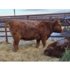 Image 3 : Emmett Stuber - 7 Red/Simm X Heifers (Pen 731 - 733)