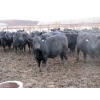 Image 7 : Cluny Colony - 790# November Weaned Steers - 51 Head (Cluny, AB)