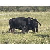 Image 13 : Gordon, Amanda & Chance Whittemore - 780# October Delivery Steer Calves - 75 Head (Elnora, AB)