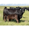 Image 8 : Douglass Bros. Ranching - 580# November Delivery Heifer Calves - 100 Head (Gem, AB)