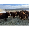 Image 5 : Thorsteinson Land & Livestock Ltd. - 830# January Weaned Steers - 72 Head (Foam Lake, SK)