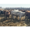 Image 6 : Rice Farms - 960# April Delivery Steers - 122 Head (Lacombe, AB)
