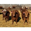 Image 2 : Rob Mossey - 925# March Delivery Steers - 67 Head (Vauxhall, AB)