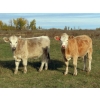Image 3 : Gate Way Ranch - 1050# October Delivery Grass Steers - 175 Head (Elkhorn, MB)