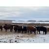Image 3 : Hines Ranching - 900# Dec/Jan Delivery Yearling Steers - 70 Head (Marwayne, AB)