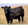 Image 4 : Rafter C Cattle Co. - 910# September Delivery Grass Steers - 58 Head (Lafleche, SK)