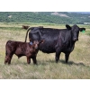 Image 2 : Iron Saddle Ranch - 600# November Delivery Steer Calves - 102 Head (Sintaluta, SK) VBP+