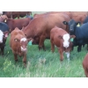 Image 13 : Storle Farms Ltd. - 570# October Delivery Heifer Calves - 45 Head (Lake Alma, SK)