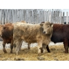 Image 2 : Brandt Boys Beef & Grain - 960# March Delivery Steers - 64 Head (Tolstoi, MB)