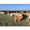 Image 7 : Hiebert Ranches - 620# October Delivery Steer Calves - 170 Head (Gem, AB)