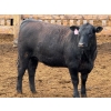 Image 9 : PSV Farms Ltd. - 880# May Delivery Heifers - 32 Head (Enchant, AB)