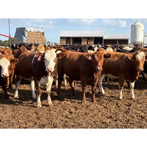 Brandt Boys Beef & Grain - 920# September Delivery Heifers - 65 Head (Tolstoi, MB)