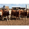 Image 1 : Brandt Boys Beef & Grain - 920# September Delivery Heifers - 65 Head (Tolstoi, MB)