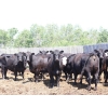 Image 3 : Box Ranch - 1450# Angus X Cows - 42 Head (Whitewood, SK) 