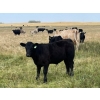 Image 6 : Darrell Goldsmith - 410# Steer Calves - 70 Head (Hoosier, SK)