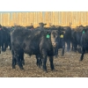 Image 7 : Rafter T Ranches - 750# February Delivery Steers - 112 Head (Scandia, AB) VBP+
