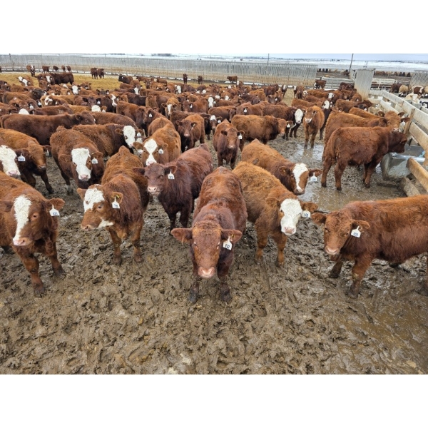 Ripple Rock Ranch - 740# March Delivery Steers - 245 Head (Fincastle, AB)