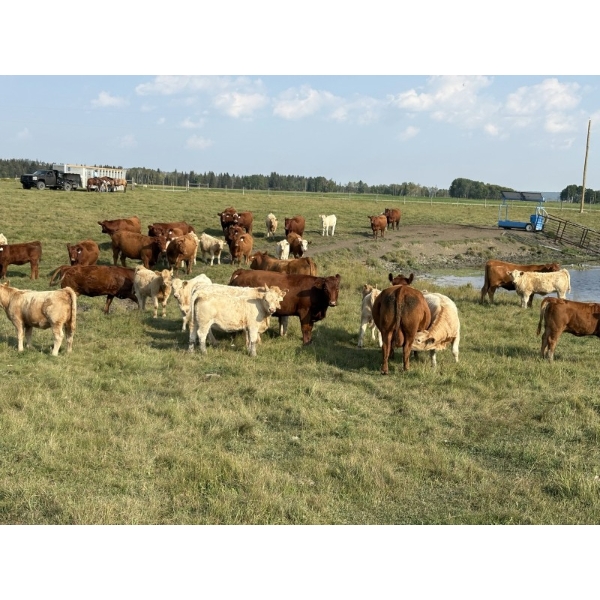 Cunningham Cattle Co. - 640# October Delivery Heifer Calves - 200 Head (Sundre, AB)