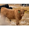Image 6 : Rosadiuk Ranches - 550# December Delivery Steer Calves - 97 Head (Evansburg, AB)
