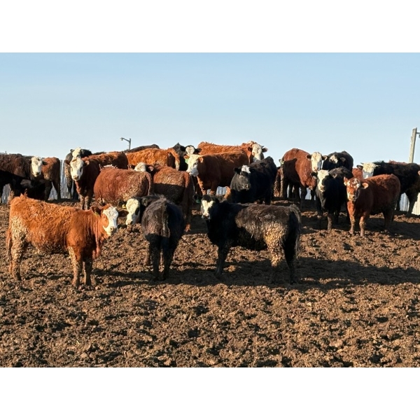 Four Harts Cattle Co. - 800# April Delivery Heifers - 75 Head (Vermilion, AB)