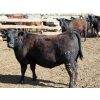 Image 3 : Springdale Customer - 925# May Delivery Heifers - 175 Head (Iron Springs, AB)