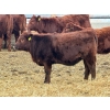 Image 7 : Meyer Cattle Inc. - 580# December Delivery Weaned Heifers - 50 Head (Lethbridge, AB)