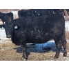 Image 5 : Double X Management - 30 6th Calvers (Langruth, MB)