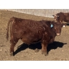 Image 4 : Hawk Ranching - 960# February Delivery Steers - 65 Head (Nanton, AB)
