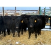Image 2 : Armstrong Family Ranch - 9 Heifers (Pen 152)