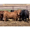 Image 5 : Bruce & Judy Dickson - 909# May Delivery Heifers - 50 Head (Leslieville, AB)