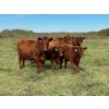 Image 9 : Gem Land & Cattle (Andrew & Charlene Walde) - 4 Red Cows (Pen 626)