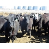 Image 2 : GDS Enterprises Ltd. - 23 Black/BBF Replacement Heifers (Burstall, SK)