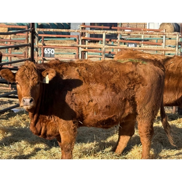 Duane & Austin Ashbacher - 3 Bred Heifers (Pen 148)
