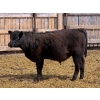 Image 5 : Copperfield Farming - 580# May Delivery Steer Calves - 10 Head (Vauxhall, AB)