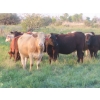 Image 4 : Tanner Grose & Robin Poole - 910# September Delivery Grass Heifers - 68 Head (Moosomin, SK)