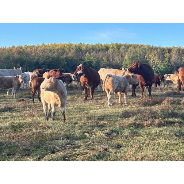 JOJ Cattle Co. - 740# November Delivery Steer Calves - 85 Head (Marwayne, AB)