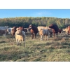 Image 1 : JOJ Cattle Co. - 740# November Delivery Steer Calves - 85 Head (Marwayne, AB)