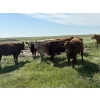 Image 5 : Dan Glover - 975# September Delivery Grass Heifers - 44 Head (Irricana, AB) VBP+