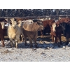 Image 2 : Lobstick Land & Livestock - 1025# September Delivery Grass Heifers - 420 Head (Niton Junction, AB)