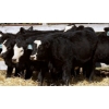 Image 2 : Pozko Cattle Company Ltd. - 600# October Delivery Heifer Calves - 6 Head (Creston, BC)