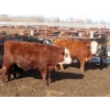 Image 11 : Bezan Cattle Corporation - 725# March Delivery Steers - 75 Head (Midale, SK)