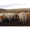 Image 12 : Cluny Colony - 835# November Weaned Steers - 72 Head (Cluny, AB)