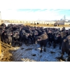 Image 4 : Bauer Ranching - 680# February Weaned Steers - 135 Head (Hilda, AB)