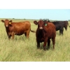 Image 8 : 20/20 Ranching Ltd. - 900# September Delivery Grass Heifers - 210 Head (Midale, SK)