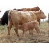 Image 14 : Cole Herold - 30 Cow/Calf Pairs (Montmarte, SK)