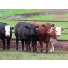 Image 2 : Ranahan Ranch - 950# June Delivery Steers - 65 Head (Whitewood, SK)