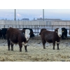 Image 3 : Jason & Kevin Szymanek - 900# December Delivery Weaned Steers - 68 Head (Stauffer, AB)