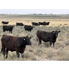 Image 2 : Rafter C Cattle Co. - 965# September Delivery Grass Steers - 62 Head (Lafleche, SK)