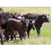 Image 7 : Calvin Rydzik - 525# November Delivery Steer Calves - 100 Head (Glenavon, SK)